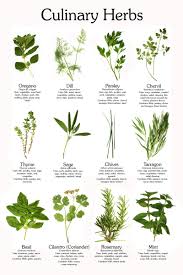 Popular Herbs Chart
